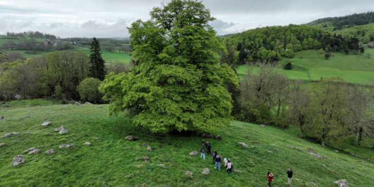 Lire la suite à propos de l’article Les arbres remarquables au cœur de la biodiversité – Mardi 20 mai à 20h30 – Discussion avec des représentants de l’association A.R.B.R.E.S – 6,20€