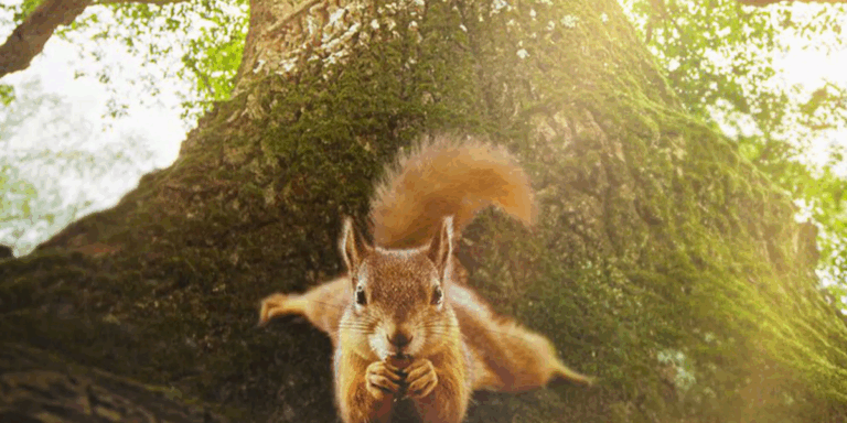 Lire la suite à propos de l’article Le Chêne – MARDI 6 JANVIER – 20H – Ciné-famille – dès 4/5 ans – 4€ (tarif unique)