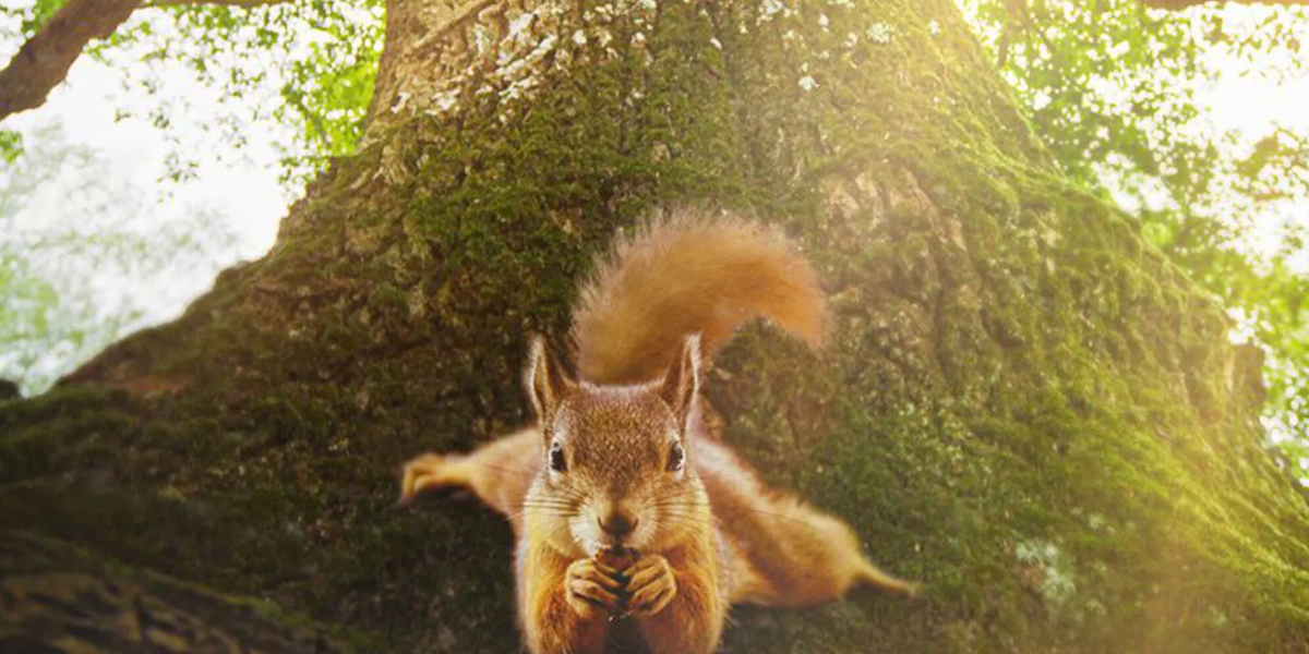 Lire la suite à propos de l’article Le Chêne – MARDI 6 JANVIER – 20H – Ciné-famille – dès 4/5 ans – 4€ (tarif unique)