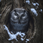 Le chant des forêts – SAMEDI 3 JANVIER – 16H – Ciné-Goû&rsquo;Thé ! Dès 8/9 ans – 5,70€