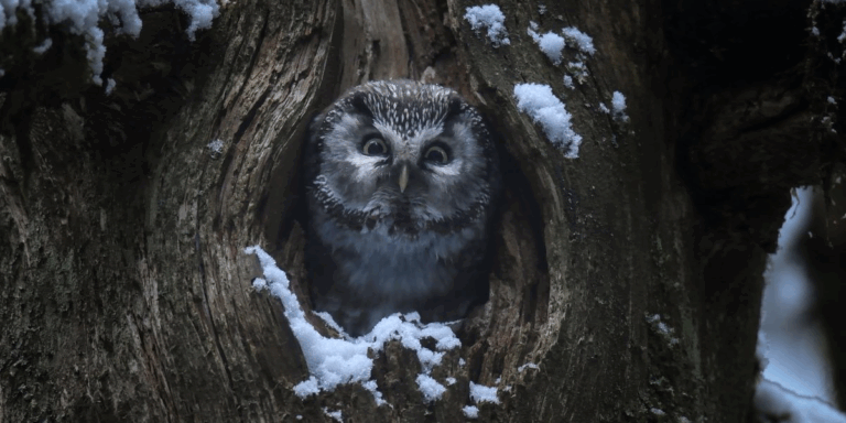 Lire la suite à propos de l’article Le chant des forêts – SAMEDI 3 JANVIER – 16H – Ciné-Goû&rsquo;Thé ! Dès 8/9 ans – 5,70€