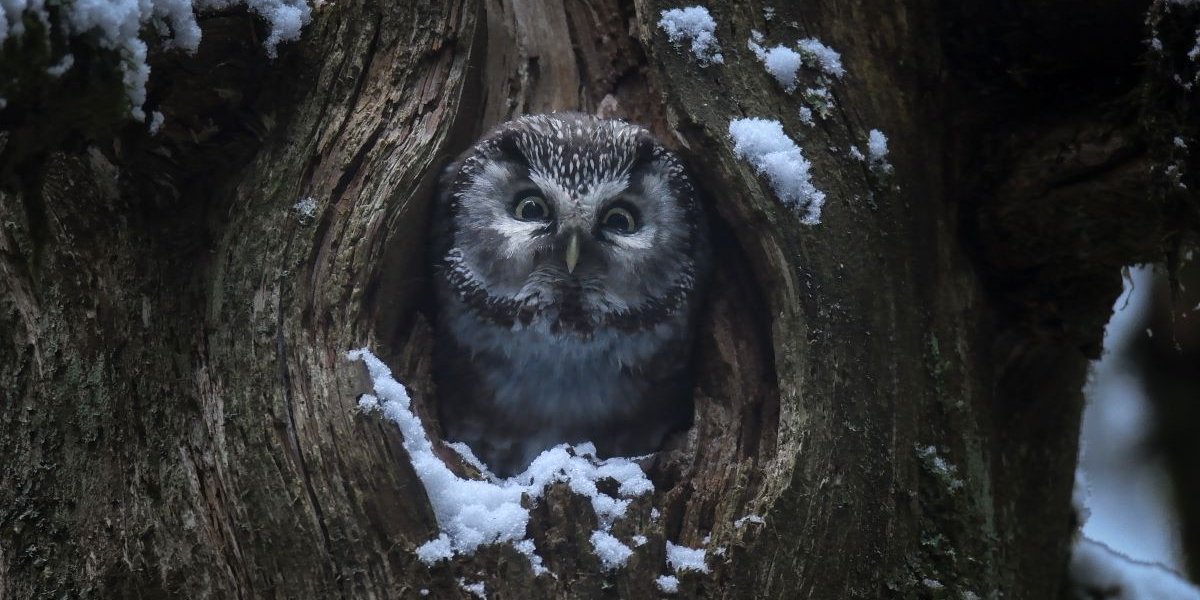 Lire la suite à propos de l’article Le chant des forêts – SAMEDI 3 JANVIER – 16H – Ciné-Goû&rsquo;Thé ! Dès 8/9 ans – 5,70€