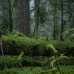 Le chant des forêts – LUNDI 13 AVRIL – Ouverture du festival Divercités avec un pot d&rsquo;accueil offert par la ville à partir de 20H + Séance à 20H30 – dès 7/8 ans