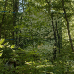 Quand l&rsquo;art sème en forêt – DIMANCHE 26 AVRIL – 18H