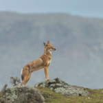 Le secret du loup d&rsquo;Ethiopie – MERCREDI 3 JUIN – 14H30 + quiz spécial loups et goûter ! – dès 8 ans