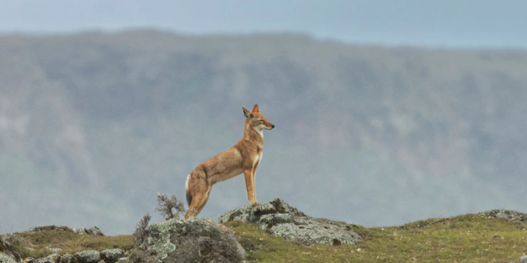 Lire la suite à propos de l’article Le secret du loup d&rsquo;Ethiopie – MERCREDI 3 JUIN – 14H30 + quiz spécial loups et goûter ! – dès 8 ans