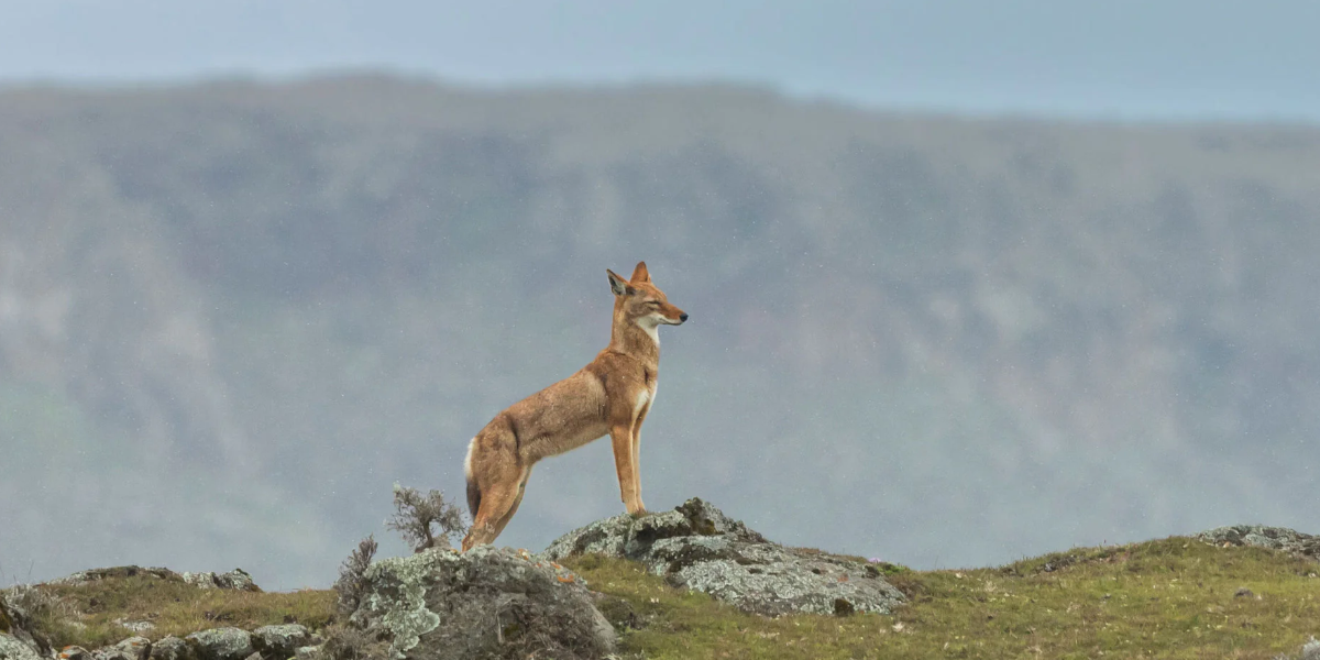 Le secret du loup d&rsquo;Ethiopie – MERCREDI 3 JUIN – 14H30 + quiz spécial loups et goûter ! – dès 8 ans